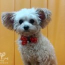 부일동물병원 이미지