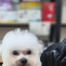 강아지 마법사 골드맘 네이버블로그