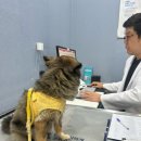 24시SNC동물메디컬센터 네이버블로그