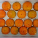 반시홍시 이미지