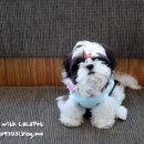 (주) 펫플라자 이미지