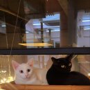 츄냥이 하우스 이미지