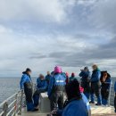 돌고래주유소 | 아이슬란드 서부 스나이펠스네스 반도 여행 | 올라프스비크 라키 고래투어 (Laki Tours)