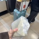 배감 | 후쿠오카 신선산도 위치 웨이팅 기내반입 후기, 키위, 감, 배 산도