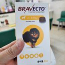 리봄동물의료센터 이미지