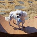 와플스토리 이미지