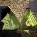 신화기사식당 | 노랑풍선 이탈리아 패키지 신혼여행 7박 9일 후기 3(feat. 일기)