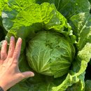 [ 2025년 해남 절임 배추 ] 직접 키워서 절임까지~! ★추가 주문 받습니다~^^ 이미지