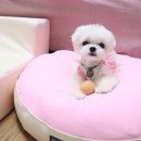 까르르멍멍 이미지