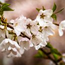 Seasonal Flowers 이미지