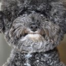 댕댕그루밍 이미지