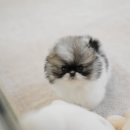 디디펫 수원강아지분양 | 수원강아지분양 귀여운 강아지를 볼 수 있는 수원강아지분양(디디펫)