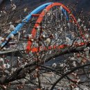 매화농장 이미지