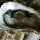 조개구울래