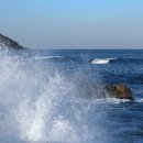 파도대게 이미지