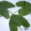 곤달비