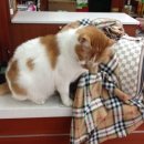 다래동물병원 이미지