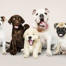 사랑종합동물병원 이미지