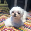 스텔라애견미용학원