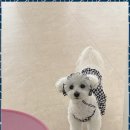 벨몽드펫 | 가위컷 안전하고 편안한 용전동 강아지 미용실 후기