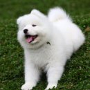 고대1097 이미지