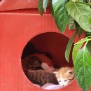 튀르키예 12박14일 여행 day1 이스탄불 구시가지 #1. 고양이 천국 튀르키예 (보리스인예리,스타벅스)