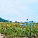 난정리(해바라기정원) 뉴스1