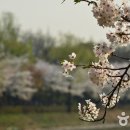 강서 낙동강30리 벚꽃축제(2025년) 이미지