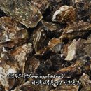 윤형농장 | 2012 43th camping 밀양 4대강 미르피아캠핑장(2012.12.14-17)