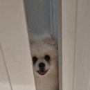 [공지] 한경희 메가스팀 스팟클리너 내돈내산 후기, 다묘가정 패브릭 소파 청소해본 솔직후기