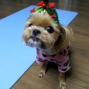 똘이2 이미지