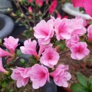 아젤리아 이미지