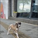 몽냥몽냥 이미지