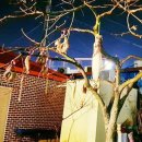 물고기나무 이미지