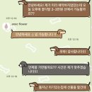 아녹플라워