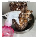 드림농장 | 집에서도 쉽게 키우는 표고버섯재배 키트 - 드림버섯농장 버섯키우기 후기