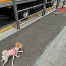 행복을 배우는 공간 | [의정부강아지호텔] 우리 댕댕이 안심하고 맡겼어요! 행복을배우는공간 이용후기!!