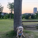 이운영펫하우스 이미지