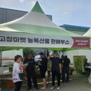 해풍 | 2025년 제29회 고창 해풍 고추 축제 솔직후기