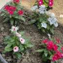 안동성소병원 산후조리원 | [임신이야기] 안동 성소병원 산부인과 성소병원 산후조리원 응급 제왕절개 후기