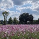 코스모스길14번길 이미지