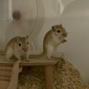 미사늘봄동물병원 | 몽골리안 저빌 동물병원 추천 | 하남 미사 늘봄 동물병원