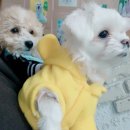 개털깎는남자 | [범계 애견카페] 개털깎는남자 후기