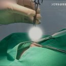 그린펫동물병원 네이버블로그