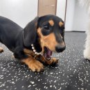 피플앤 퍼피 이미지