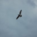 진리의 비상 이미지