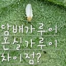 오동담배 이미지