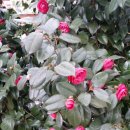 좋은 아침 이미지