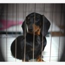 쿠어츠바인에 이미지