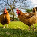 오작교농장 이미지